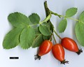 SpeciesSub: ’Bicolor’